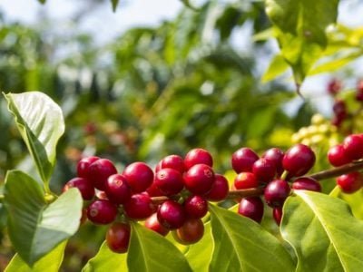 Crédito Shutterstock