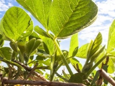 Crédito Shutterstock