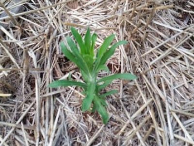 Créditos Acervo Supra Pesquisa