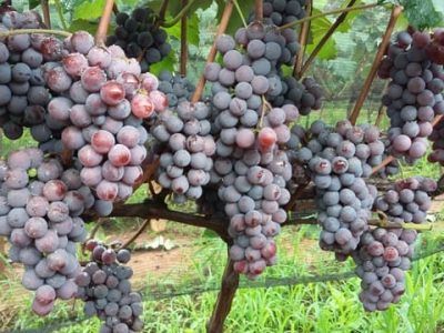 Créditos Adilson Pimentel Júnior