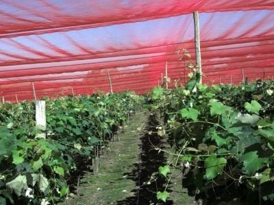 Créditos Agenor Agenor Danetto