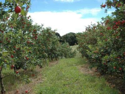 Créditos Aires Carmem Mariga