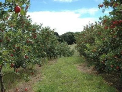 Créditos Aires Carmem Mariga
