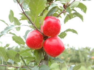 Créditos Aires Carmem Mariga