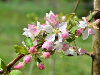 Créditos Aires Carmem Mariga