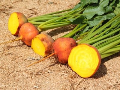 Créditos Ana Maria Diniz