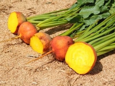 Créditos Ana Maria Diniz