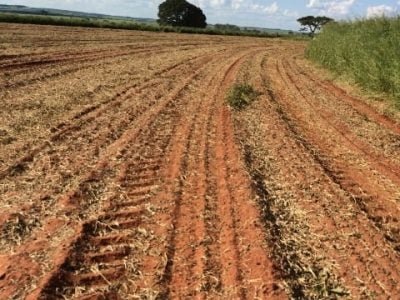 Créditos AngelaVacaro de Souza