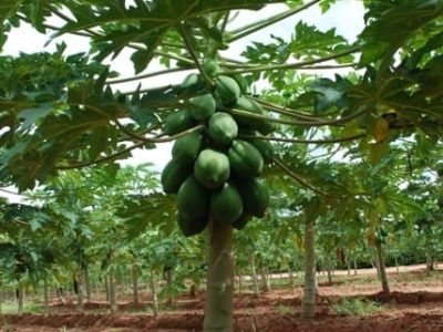 Créditos Aureliano Costa