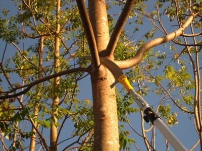 Créditos Bela Vista Florestal