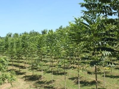 Créditos Bela Vista Florestal