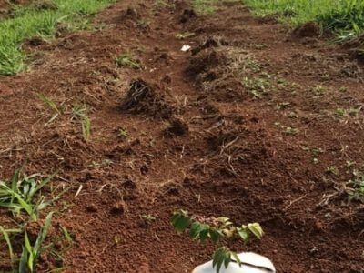 Créditos Bela Vista Florestal