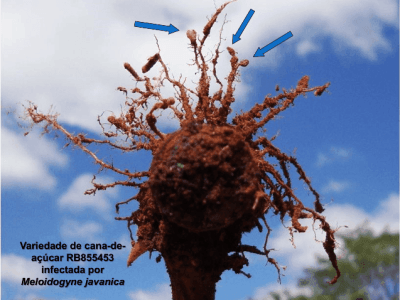 Créditos Bruno Barbosa