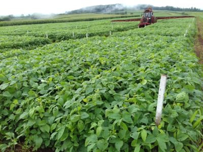 Créditos Carlos Gilberto Raetano