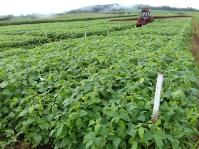 Créditos Carlos Gilberto Raetano