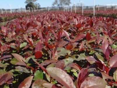 Foto-01-Créditos-Cláudio-Ribeiro-600x338