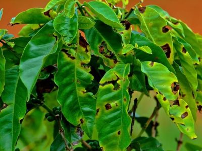 Créditos Cristiano Soares Oliveira