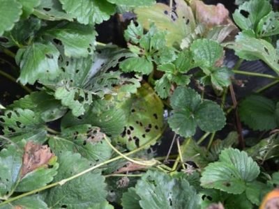 Créditos Dirceu Pratissoli