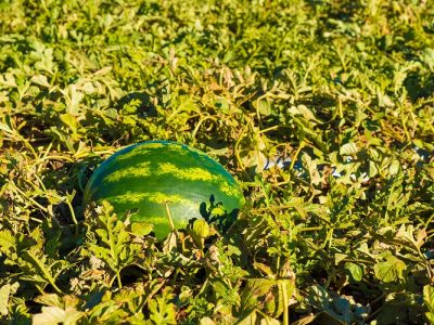 Créditos Divulgação