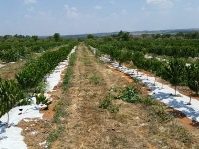 Créditos Divulgação