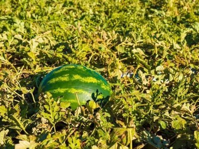 Créditos Divulgação