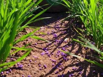 Créditos Divulgação