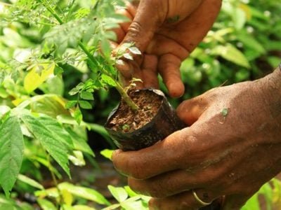 Créditos Eder Luiz Almeida