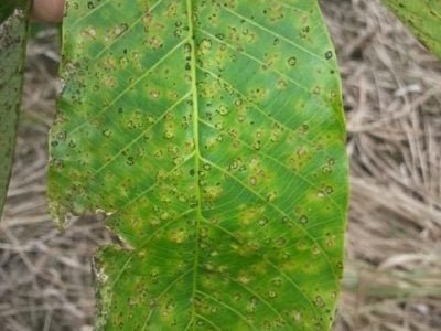 Créditos Edson Furtado