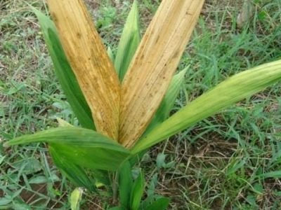 Créditos Eduardo Fuzitani