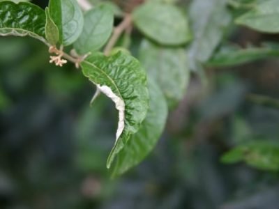 Créditos Embrapa Florestas