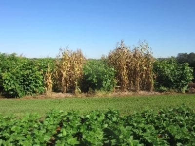 Créditos Embrapa Florestas