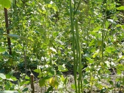 Créditos Felipe Feitosa