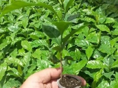 Créditos Fernando Takayuki Nakayama