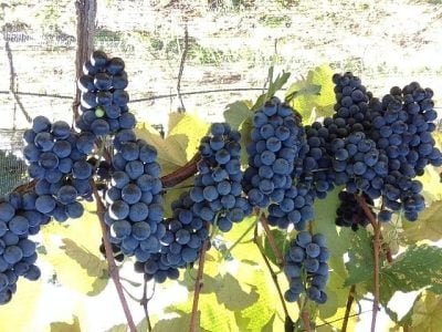 Créditos Francisco Domingues Neto