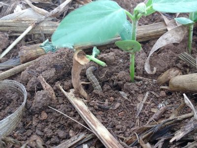 Foto-01-Créditos-Germison-Tomquelski