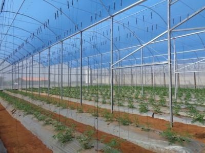 Créditos Ginegar Polysack