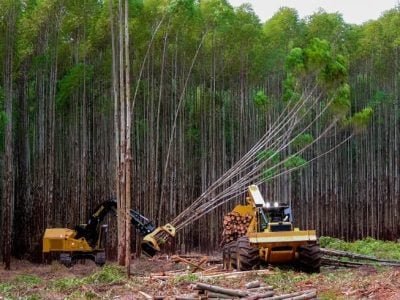 Créditos Gustavo Pereira Castro