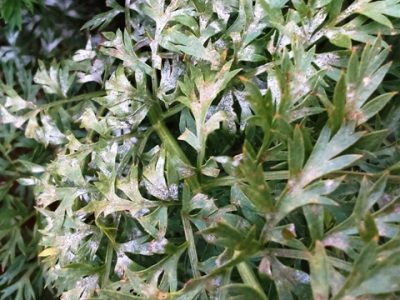 Créditos Igor Souza Pereira