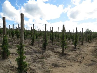 Foto 01 – Créditos Inorbert M. Lima Créditos Inorbert M. Lima