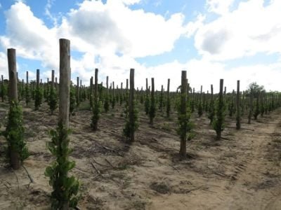 Créditos Inorbert M. Lima