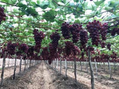 Créditos Jailson Lira