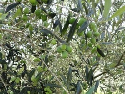 Créditos Jesus TÃ¶foli