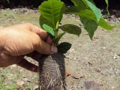 Créditos José Augusto Taveira