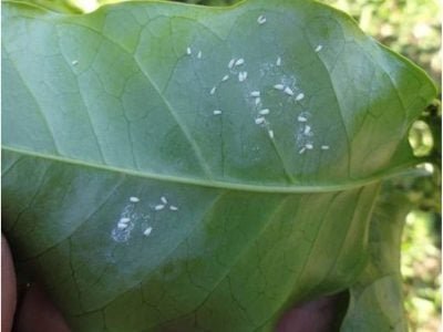 Créditos José Braz Matiello