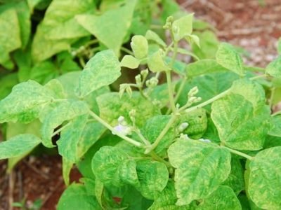 Créditos Josias Correia de Faria