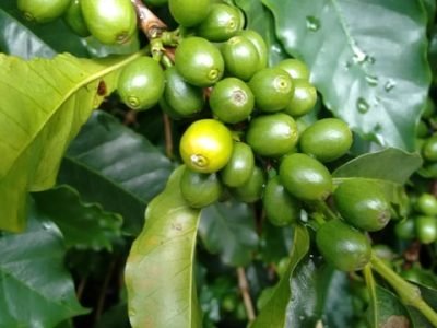 Foto-01-Créditos-Koppert