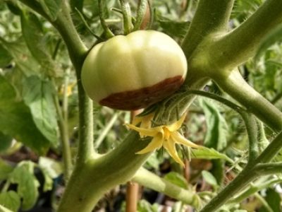 Créditos Lucas Baiochi Riboldi