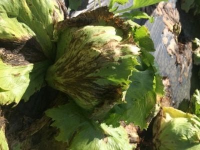 Créditos Marina Guimarães