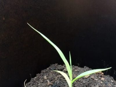 Créditos Mauro Rizzardi