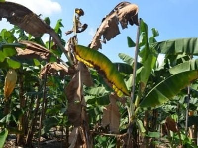 Créditos Miguel Dita Rodriguez